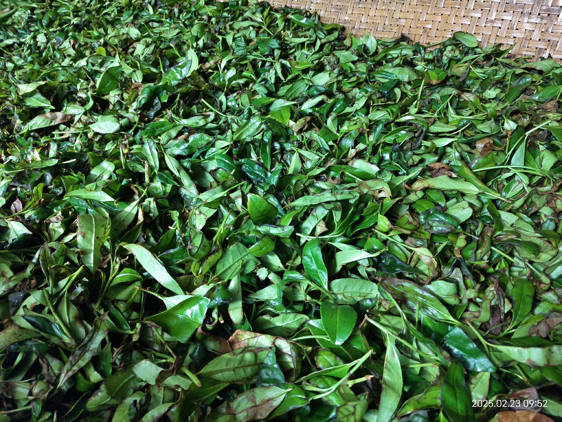 2025春蜜兰香 一夜发酵.jpg